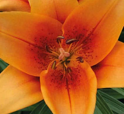 Лилия (ОТ-гибрид) - Монтего Бей