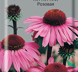 Рудбекия Пурпурная Розовая