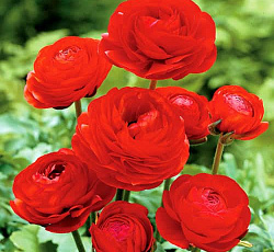 Лютик (азиатский) - Ред