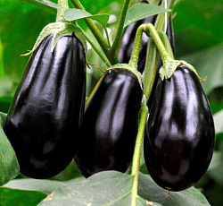 Баклажан Универсал 6