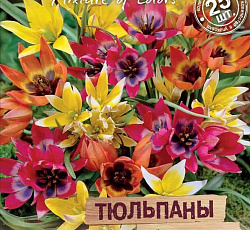 Тюльпан (Ботанический) - Смесь окрасок