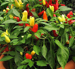 Перец декоративный Красная ракета