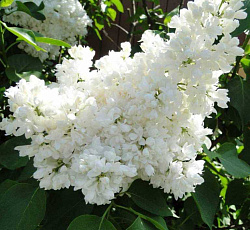 Сирень обыкновенная - Мадам Лемуан