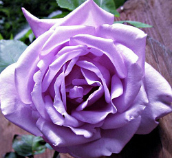 Роза (чайно-гибридная) - Си-Си