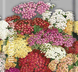 Тысячелистник Смесь окрасок