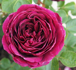 Роза (английская парковая) - Принц