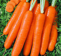 Морковь Несравненная