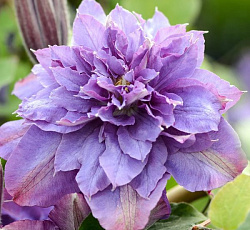 Клематис (крупноцветковый) - Вивьян Пеннел