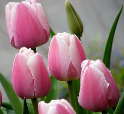 Тюльпан (Дарвинов гибрид) - Оллиулес