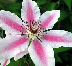 Клематис (крупноцветковый) - Ян Павел II