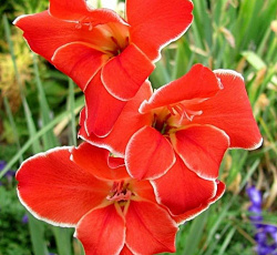 Гладиолус (бамбино) - Атом (Патио)