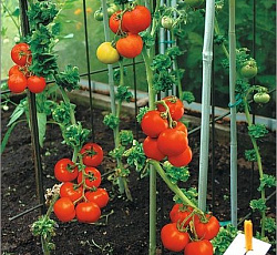 Томат Палка