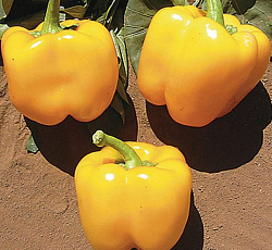 Перец сладкий Калифорния вондер голд