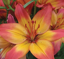 Лилия (азиатская) - Хатстрингс