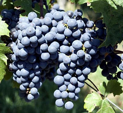Виноград (бессемянный) - Памяти Домбковской
