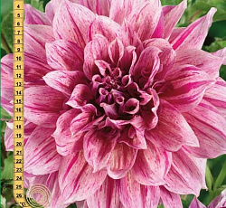 Георгина (декоративная) - Страйпт Эмори Пол