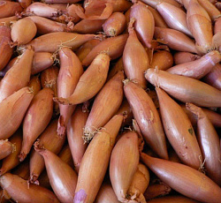 Лук-севок Шалот розовый удлиненный