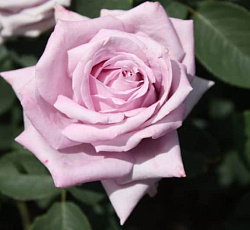 Роза (плетистая) - Клайминг Индиголетта