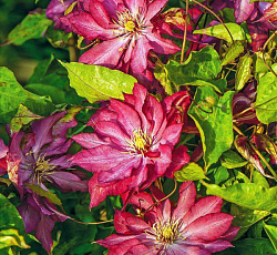 Клематис (крупноцветковый) - Каэн