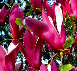 Магнолия (суланжа) - Сюзан (Люкс)