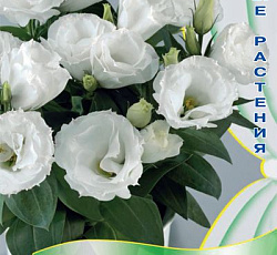 Эустома махровая Рози Белая