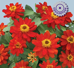 Цинния гибридная Каприз Скарлет