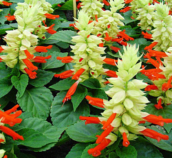 Сальвия Кассиопея (карликовая)