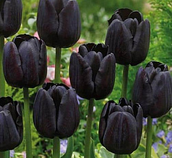 Тюльпан (Триумф) - Пауль Шерер