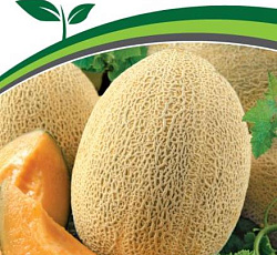 Дыня Нимфа F1