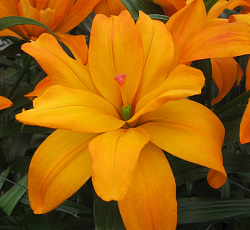 Лилия (азиатская махровая) - Скубиду