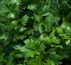 Сельдерей листовой Нежный