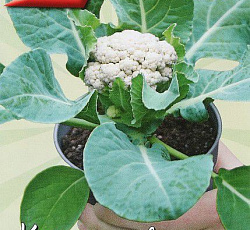 Капуста цветная Бэби F1