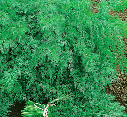 Укроп Спартак F1