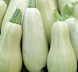 Кабачок Грибовские 37