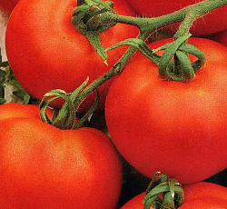 Томат Андромеда F1