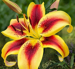 Лилия (ОА-гибрид) - Вива ла Вида