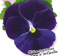 Виола Пандора голубая луна F1