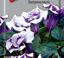 Дурман метел Балерина парпл