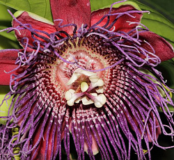 Пассифлора четырехгранная Гигантская гранадилла