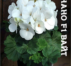 Пеларгония зональная карликовая Нано F1 Вайт