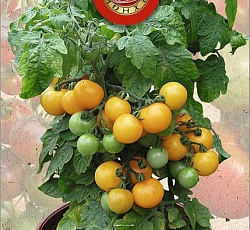 Томат декоративный Балкони ело F1