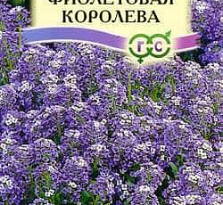 Лобулярия (алиссум) Фиолетовая Королева