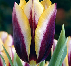 Тюльпан (Триумф) - Гавота