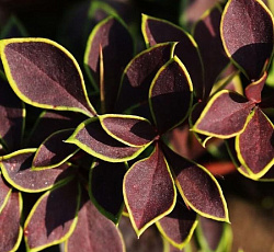 Барбарис (тунберга) - Коронита