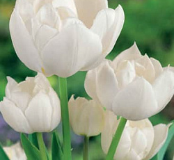 Тюльпан (Многоцветковый) - Бель Эйр