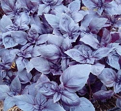 Базилик Ереванский сапфир