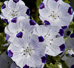 Немофила Барбара пятнистая