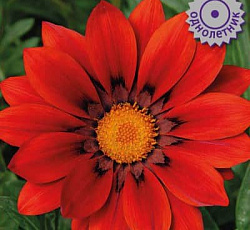 Газания Нью Дэй Ред шейдес