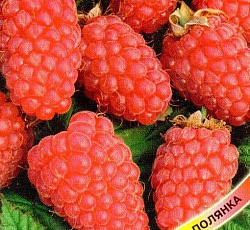 Малина Сладкая ягодка