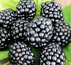 Ежевика - Трипл Краун